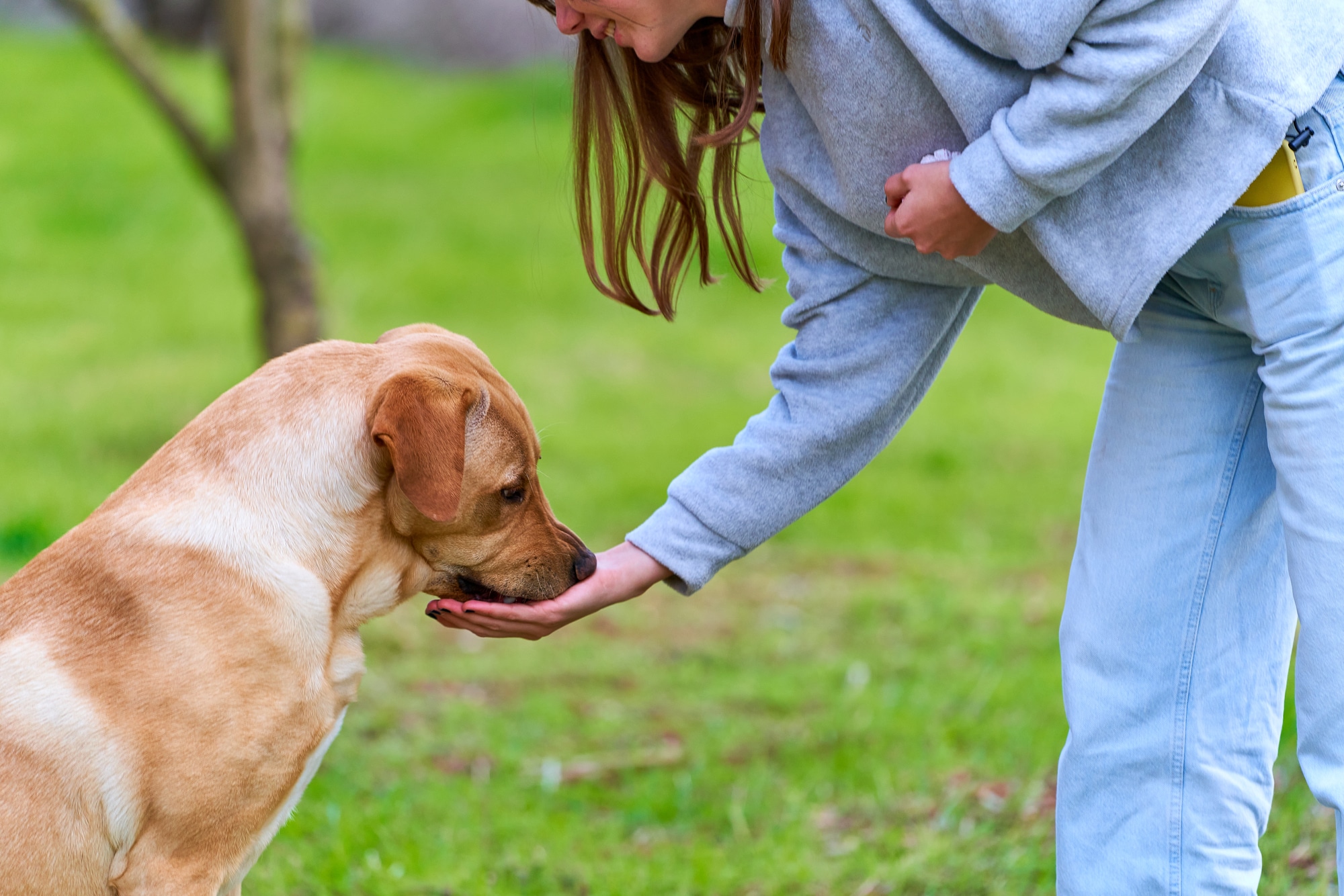 fully-trained-service-dogs-sacramento-all-stage-canine-development