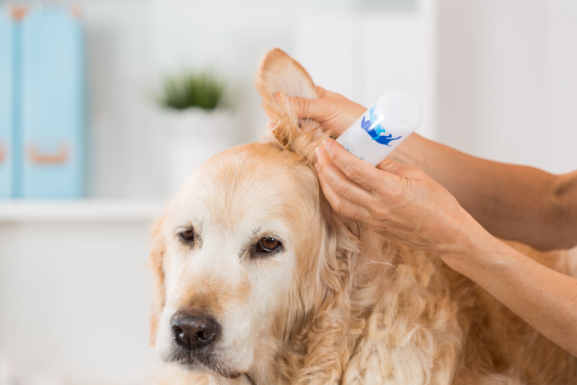 Best way to clean your dog's ears best sale