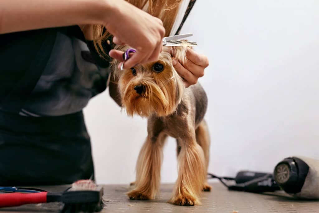 Trimming Dog Ear Hair - Ear Trimming FAQs