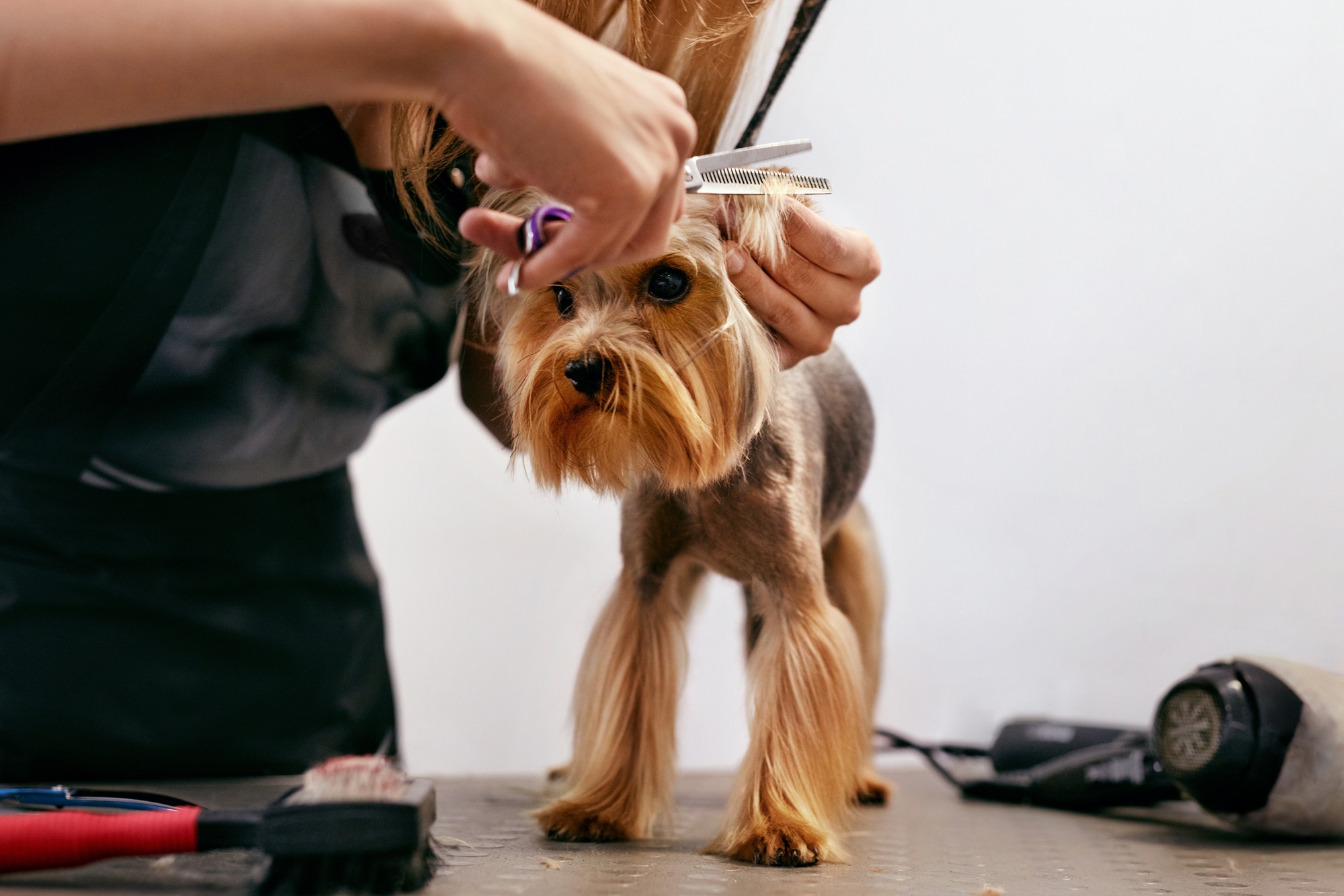 Trimming Dog Ear Hair: Ear Trimming FAQs - All Stage Canine Development