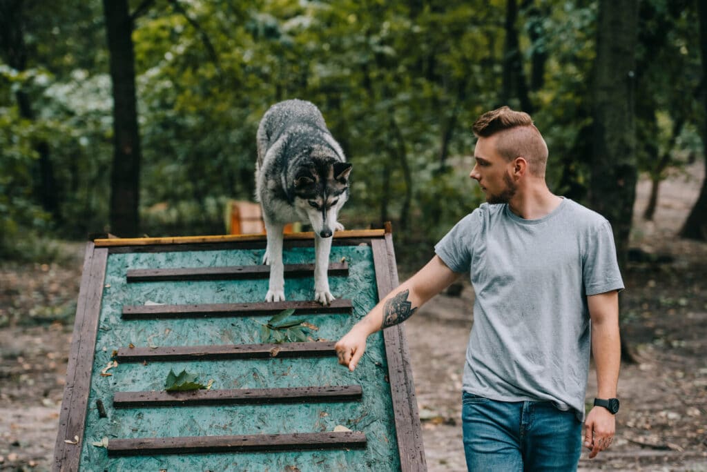 dog trainer teaching dog on agility course