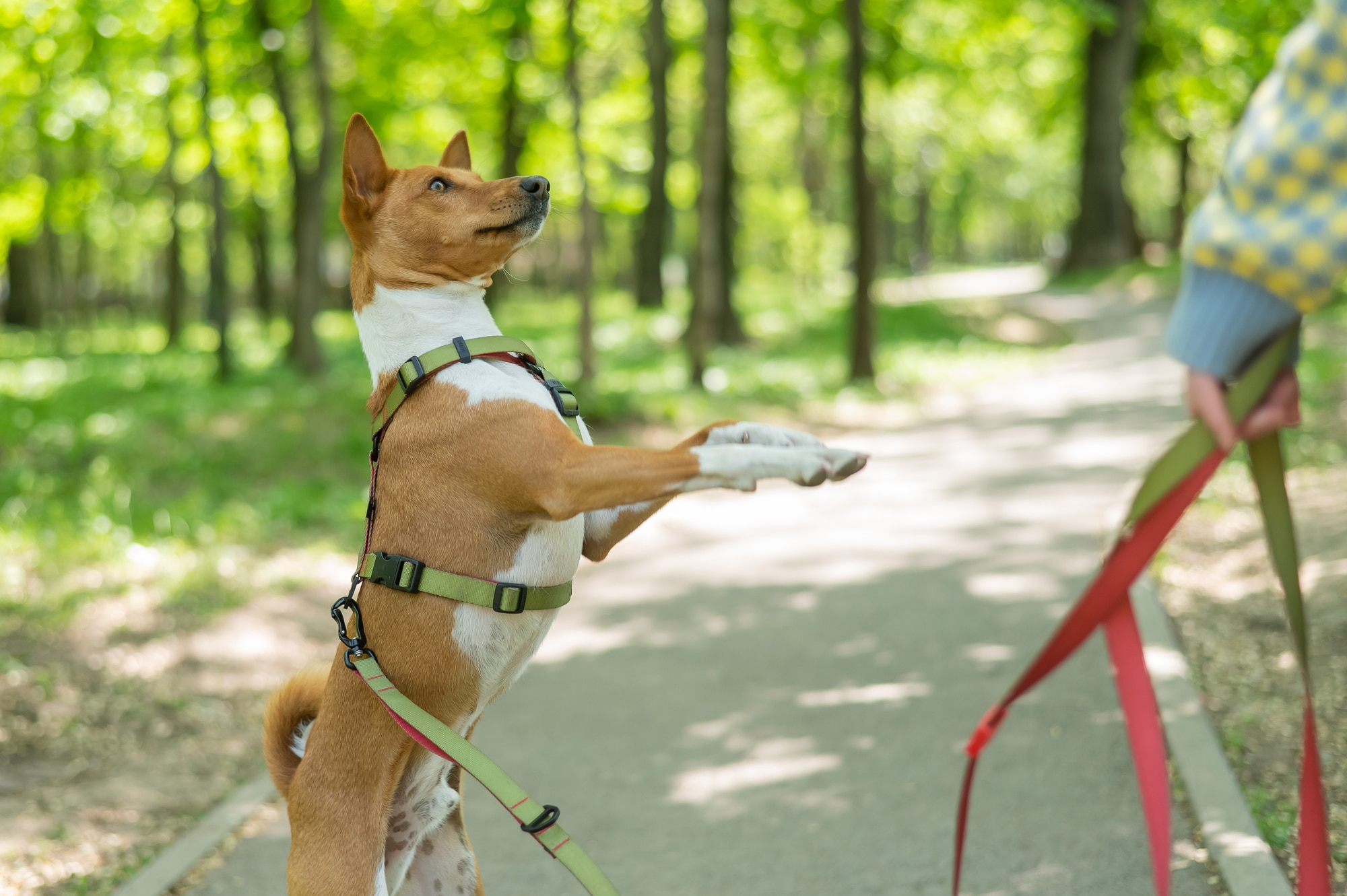 Young dog being trained